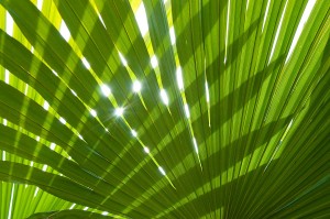 Carnauba Palm Leaf